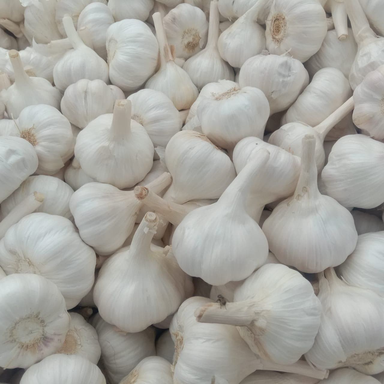 AAAA white garlic bulbs, 38–42 mm