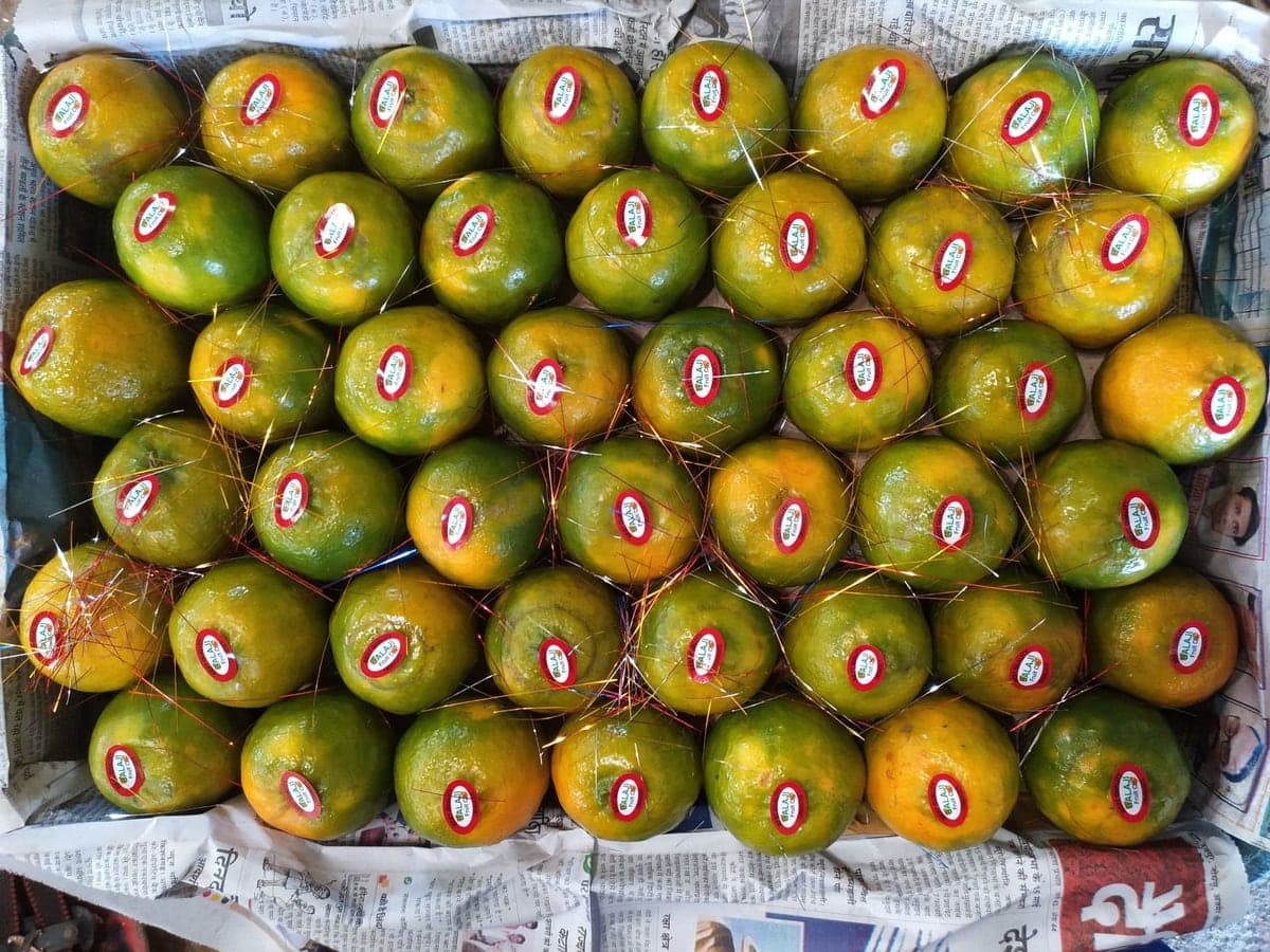 Fresh oranges, count 96